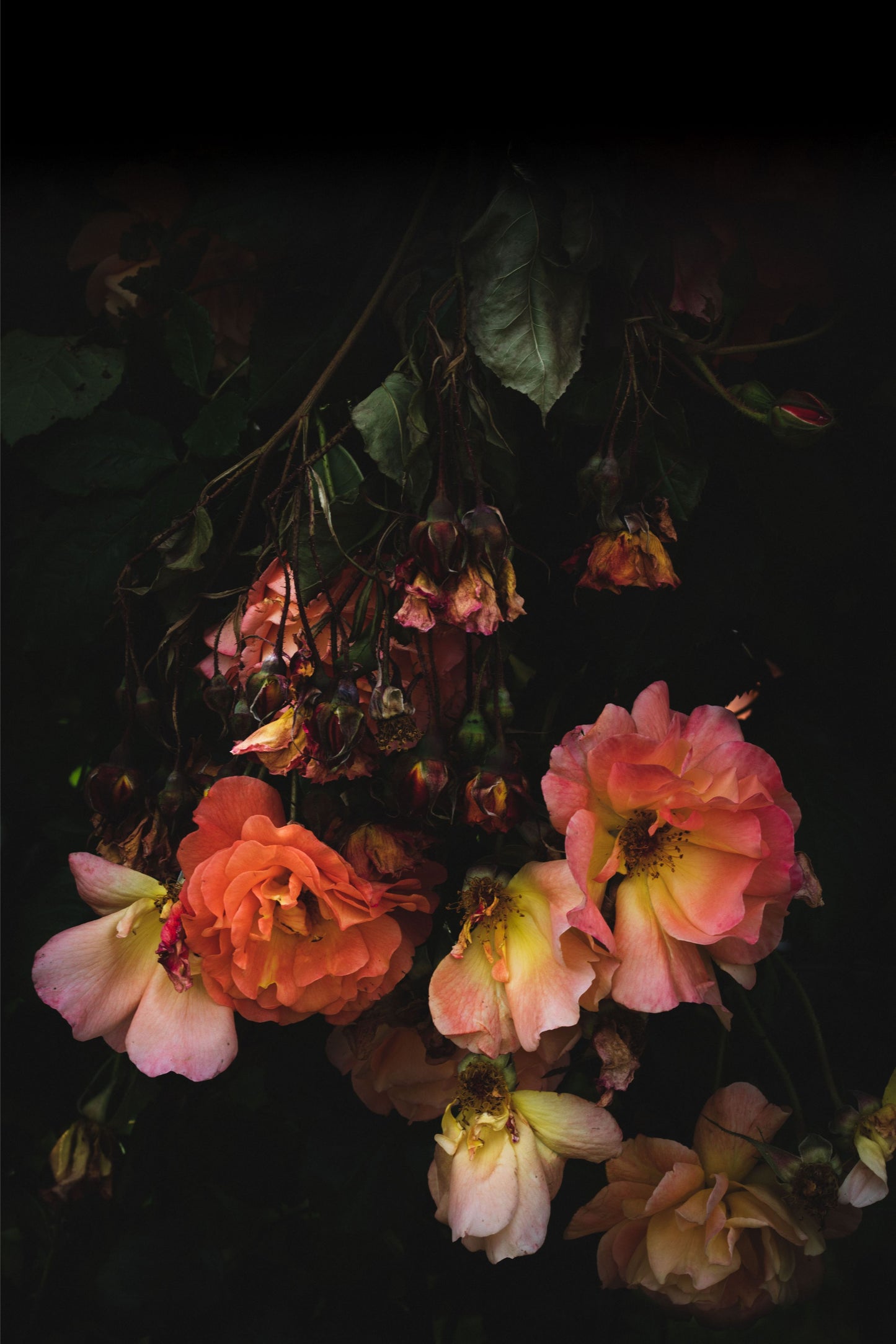 Photographic botanical print from Laura Tait of roses from bud to decay.