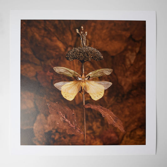 Renewal - Leigh Schneider - Quirky Fox