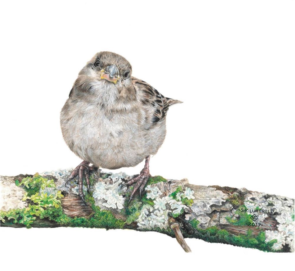 Contentment - Limited Edition Print by Sarah Luttrell