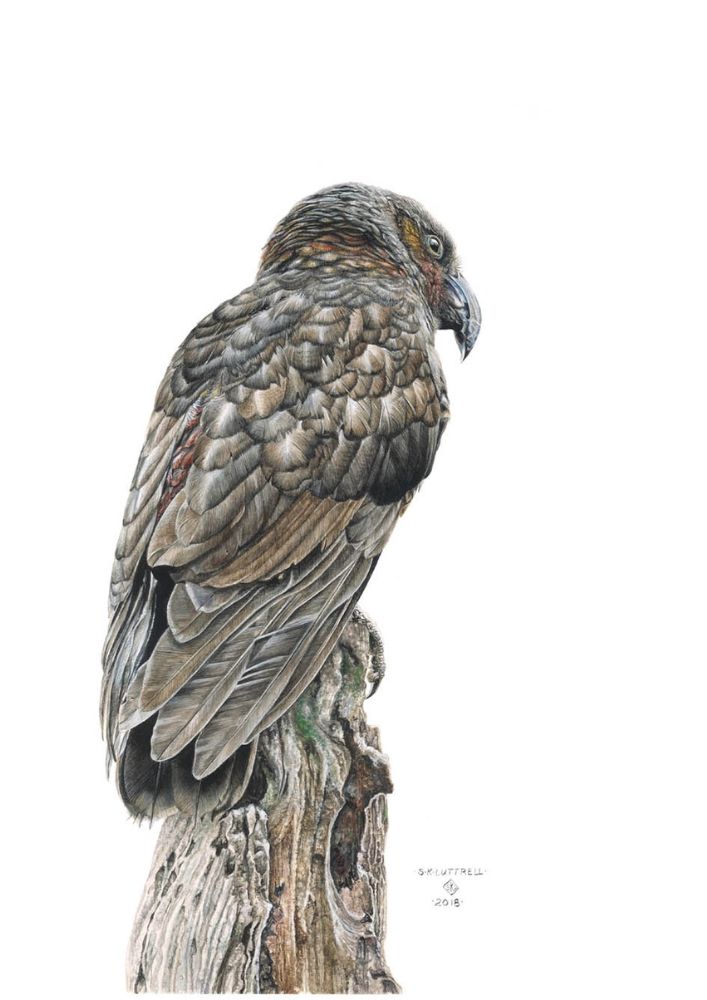 Kaka - limited edition print by Sarah Luttrell