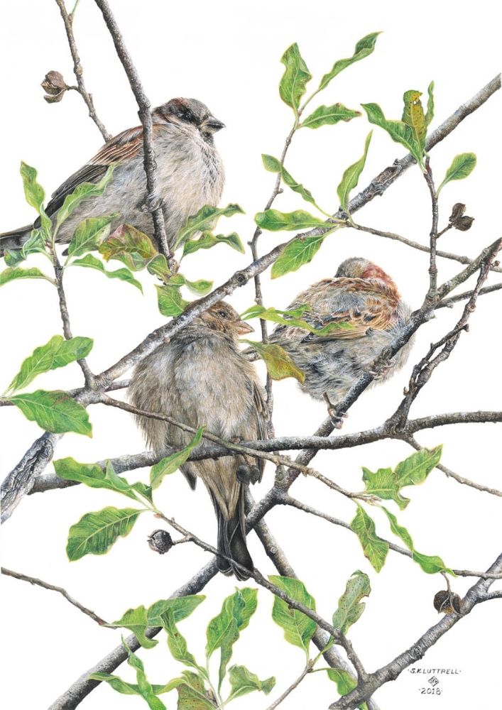 Settling Down - Limited Edition Print by Sarah Luttrell