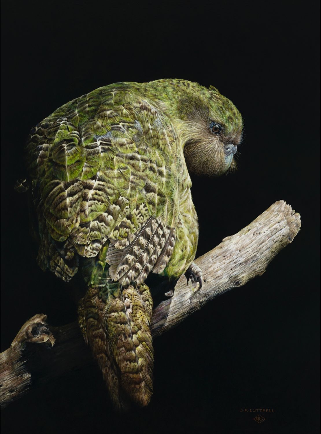 The Treasured Kakapo - Sarah Luttrell - Quirky Fox