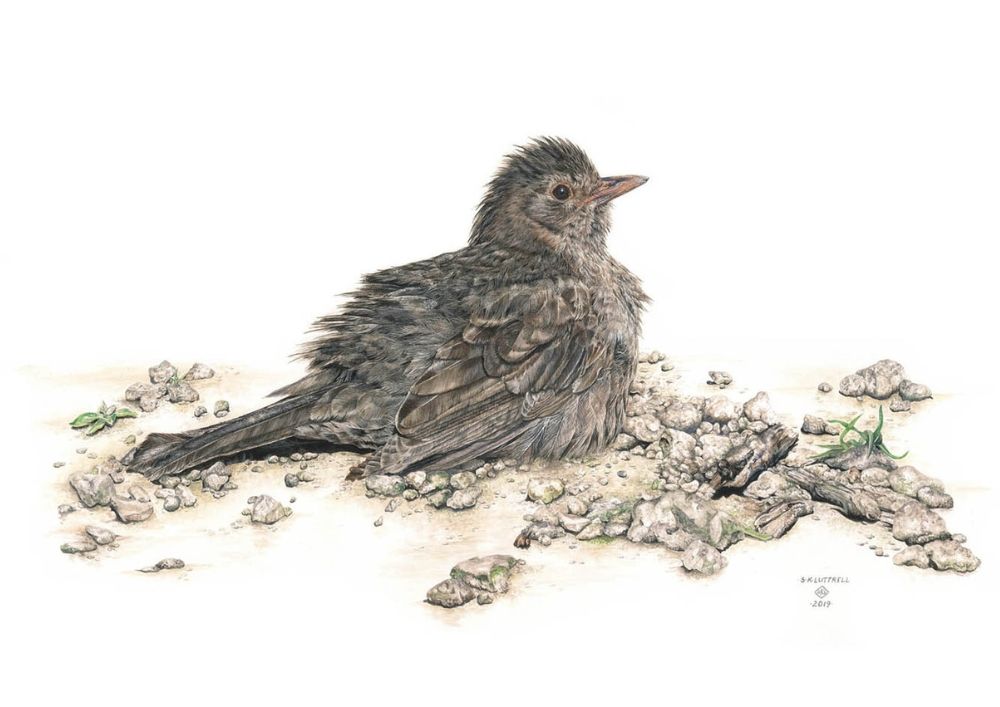 Baby Blackbird - Limited Edition Print by Sarah Luttrell