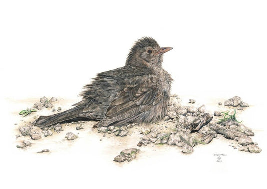 Baby Blackbird - Limited Edition Print by Sarah Luttrell