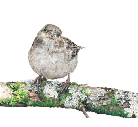 Contentment - Limited Edition Print by Sarah Luttrell