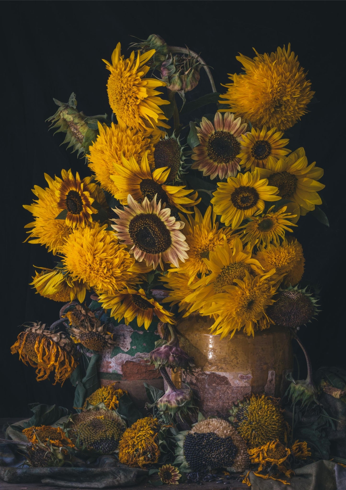 Photographic print of pots of sunflowers in bud, bloom, and losing seeds.