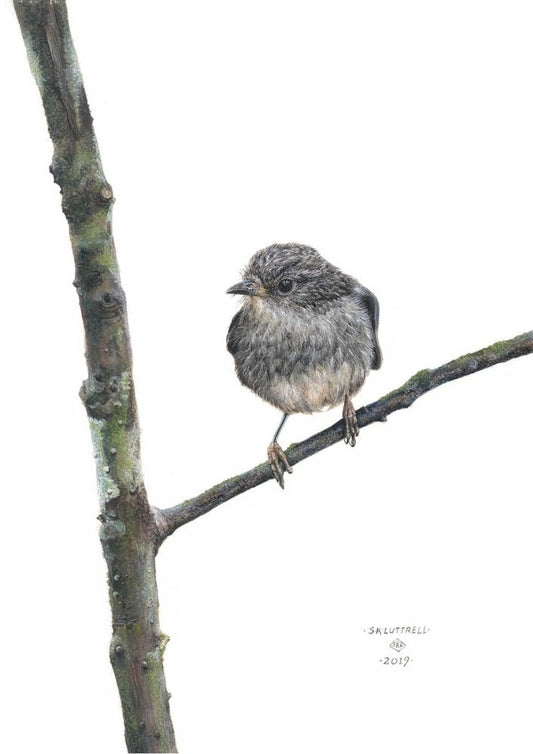 North Island Robin - Limited Edition Print by Sarah Luttrell